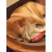 蓮見 リア