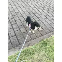 れいら