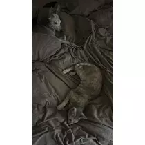 つばさ