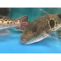 あすか
