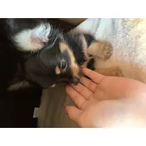 もも