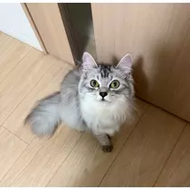 芹奈