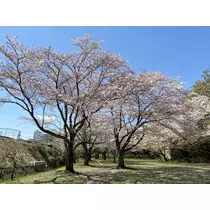 あや