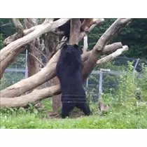 愛羽 仁美
