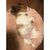 あいら