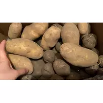 夏目 梨仔