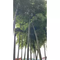 さくら