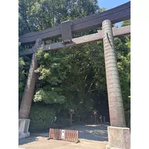 椿