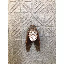 愛羽 仁美