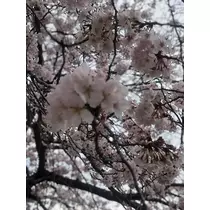 しゅり