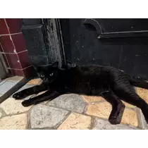 さつき