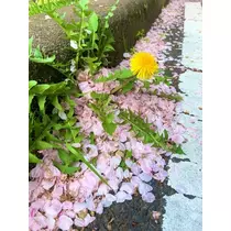 橘 美桜