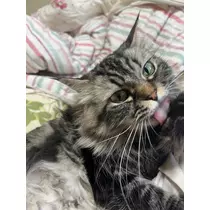 はな