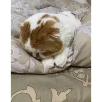 れみ