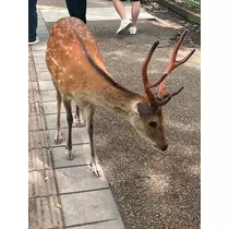 みき