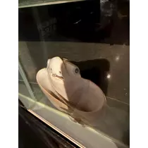 椿 れいら