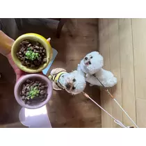 神楽 ゆあ