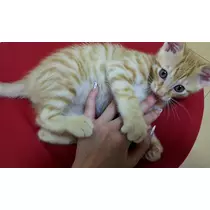 桃瀬 百華