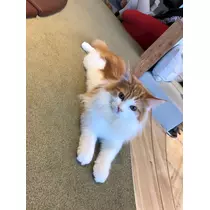 華