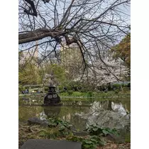 ゆい
