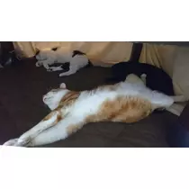たまき