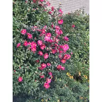 エミ （スタッフ）