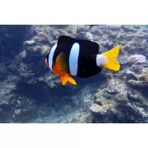 宇都宮 もえ
