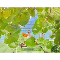 姫花