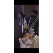 七星 夏純