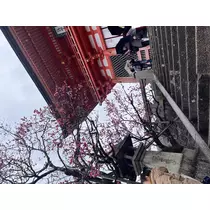 ぱき