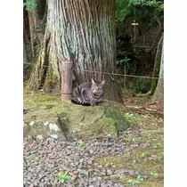 はづき