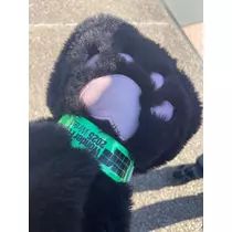りあちゃん!?