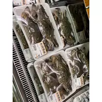 佐倉 里緒