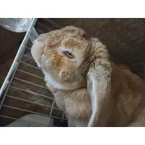 ほのか