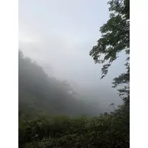 緑 四葉