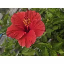あおい