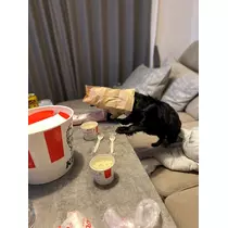 七星 舞冬