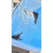 ひより