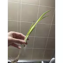 ちひろ