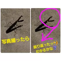美穂
