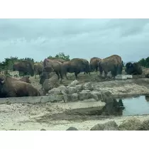 にこる