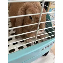 ツンデレかなの