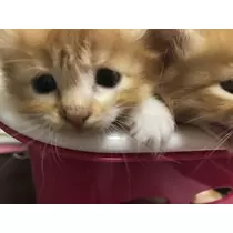 . みさと