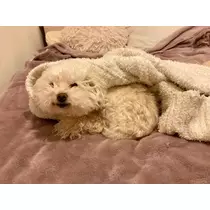 夏樹 あや