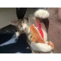 恋麦乃 ちょり