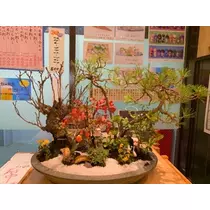 橘 美桜