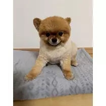 紬 むぎ