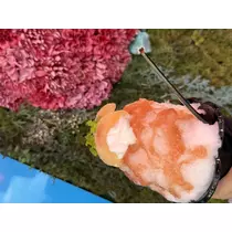 かえで