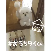夏樹 あや