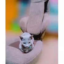 さくら